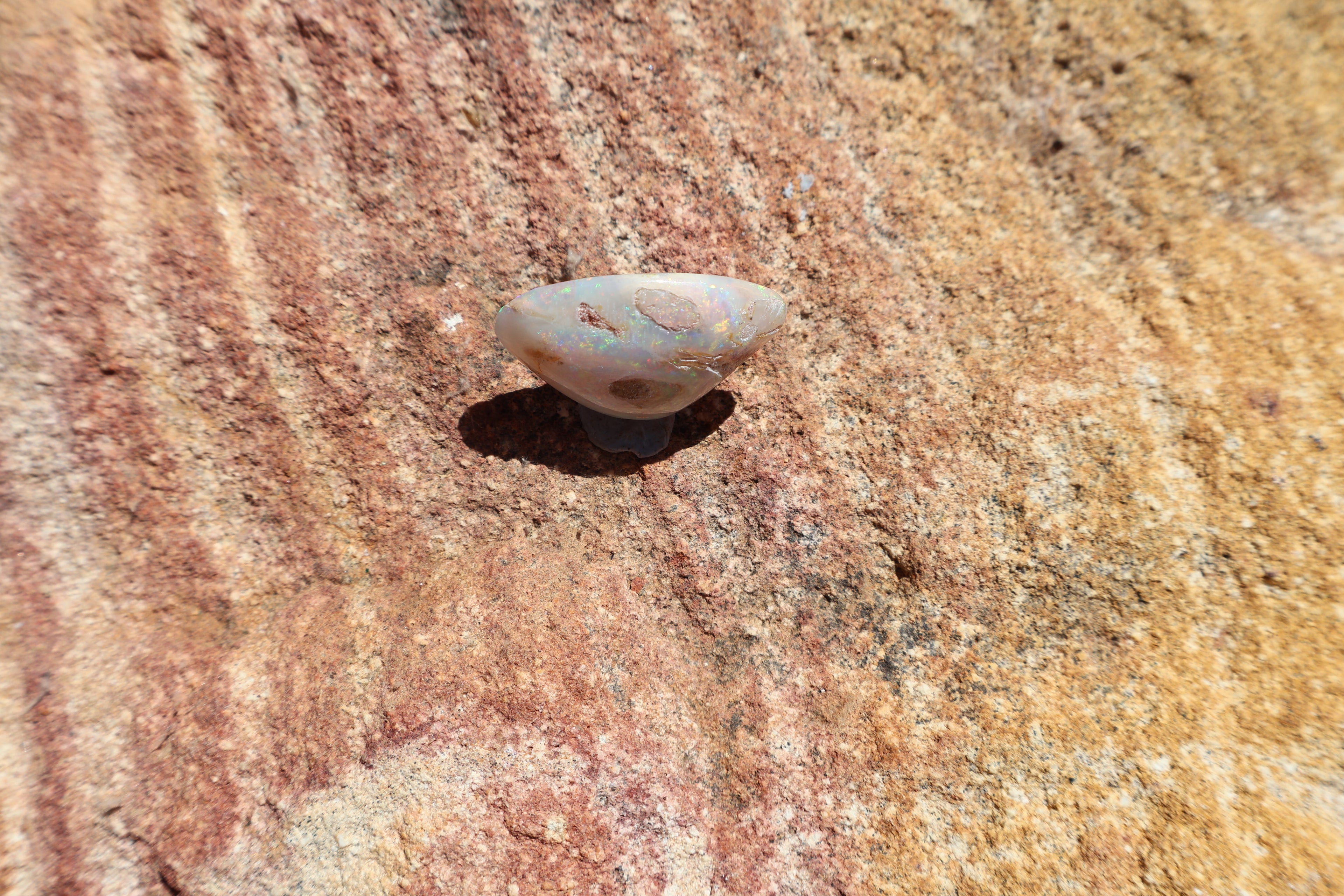 13.9ct Coober Pedy Opal Pippi Shell Fossil - Multi-Colour